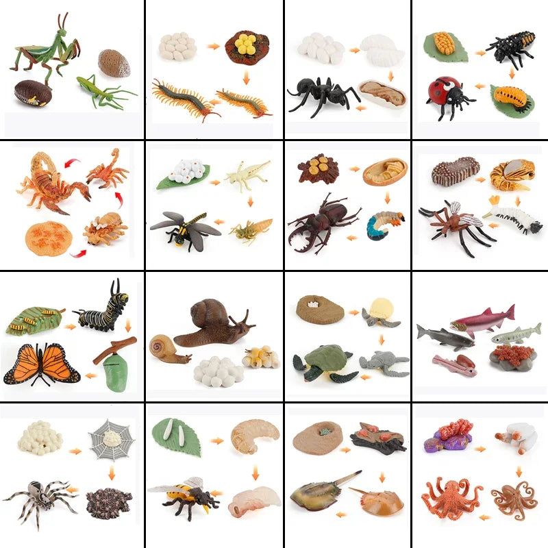 مجموعة نماذج دورة حياة الحيوانات للأطفال - ألعاب تعليمية مونتيسوري لتعزيز الوعي بالنمو النباتي والحيواني للأطفال في مرحلة ما قبل المدرسة