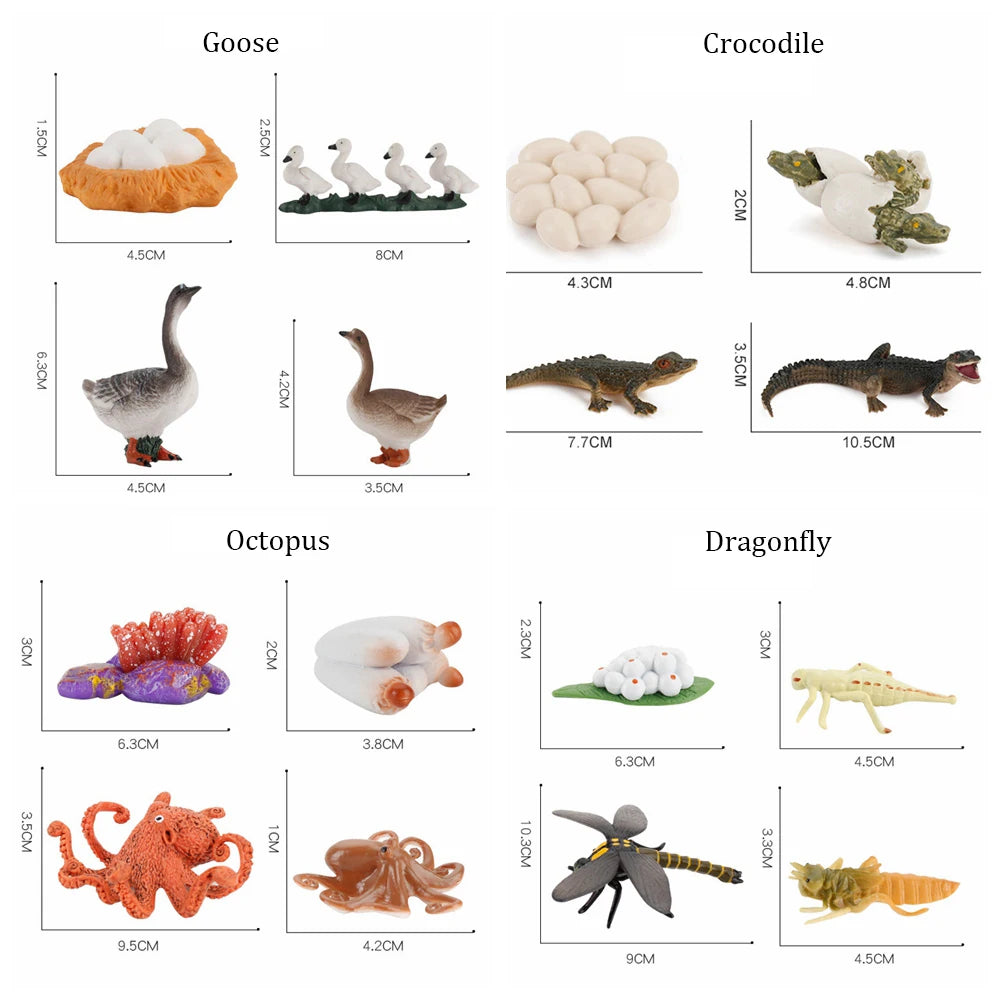 مجموعة نموذج دورة حياة الحيوانات للأطفال - ألعاب تعليمية من منتسوري لتعزيز التفكير الإدراكي